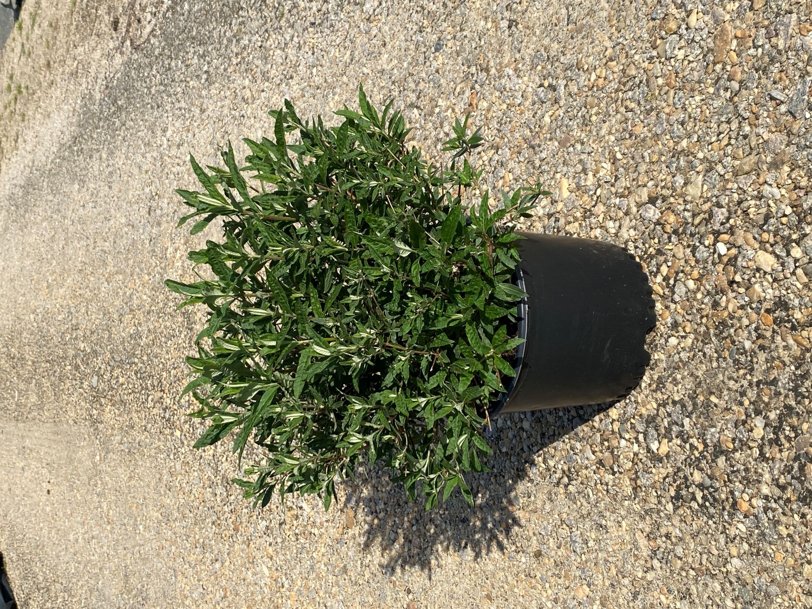 Ornamental, Shrub, Butterfly Bush