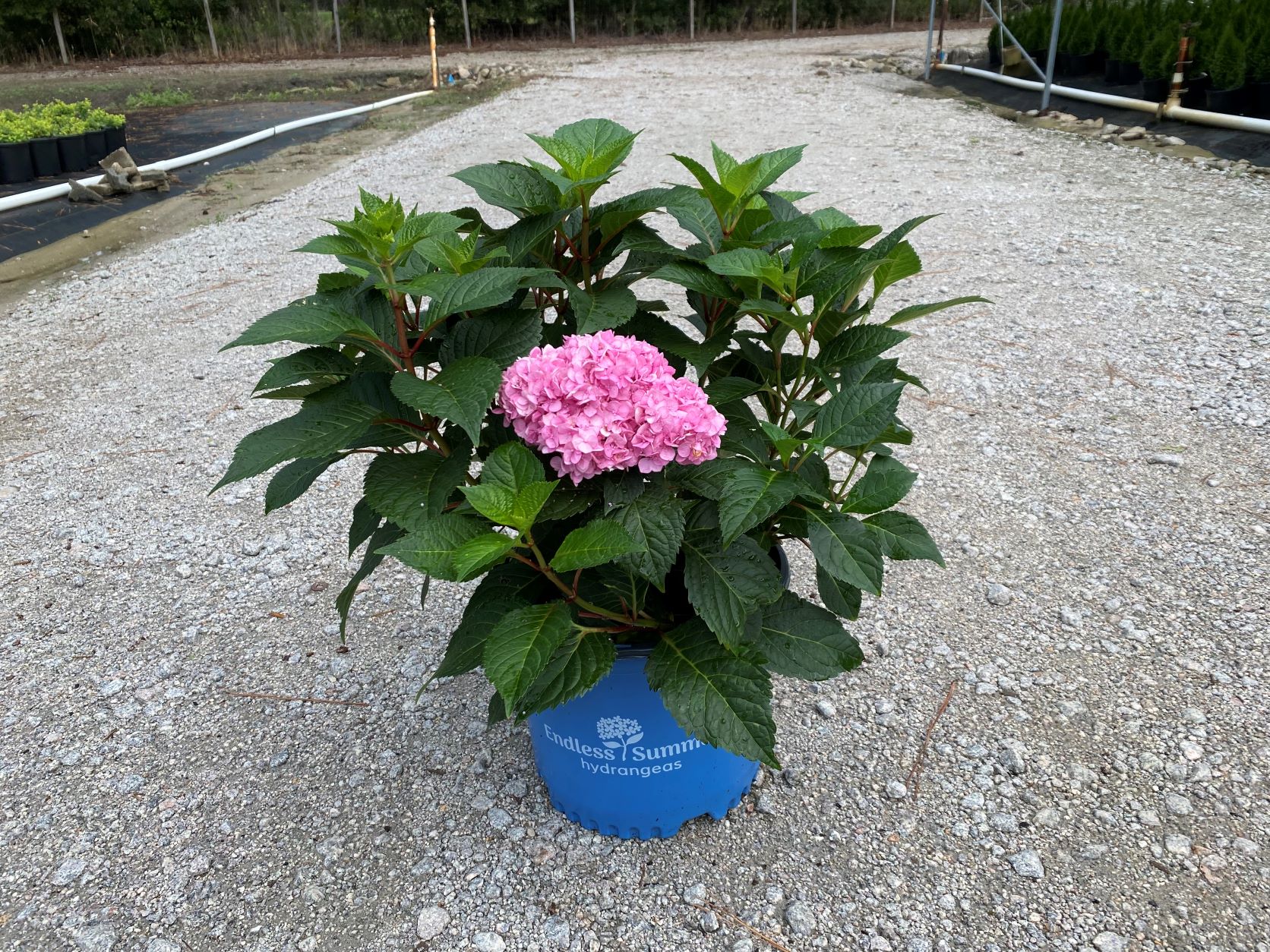 Ornamental, Shrub, Endless Summer, Mophead, Bigleaf