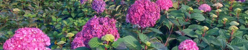 Ornamental, Shrub, Endless Summer, Mophead, Bigleaf
