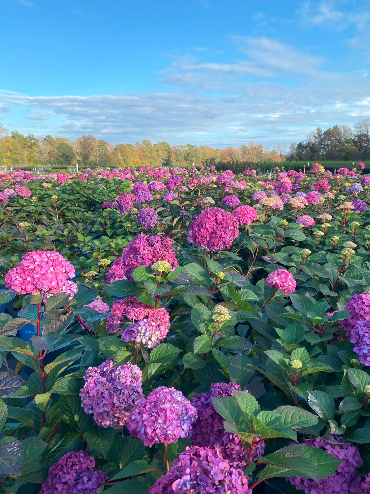 Ornamental, Shrub, Endless Summer, Mophead, Bigleaf