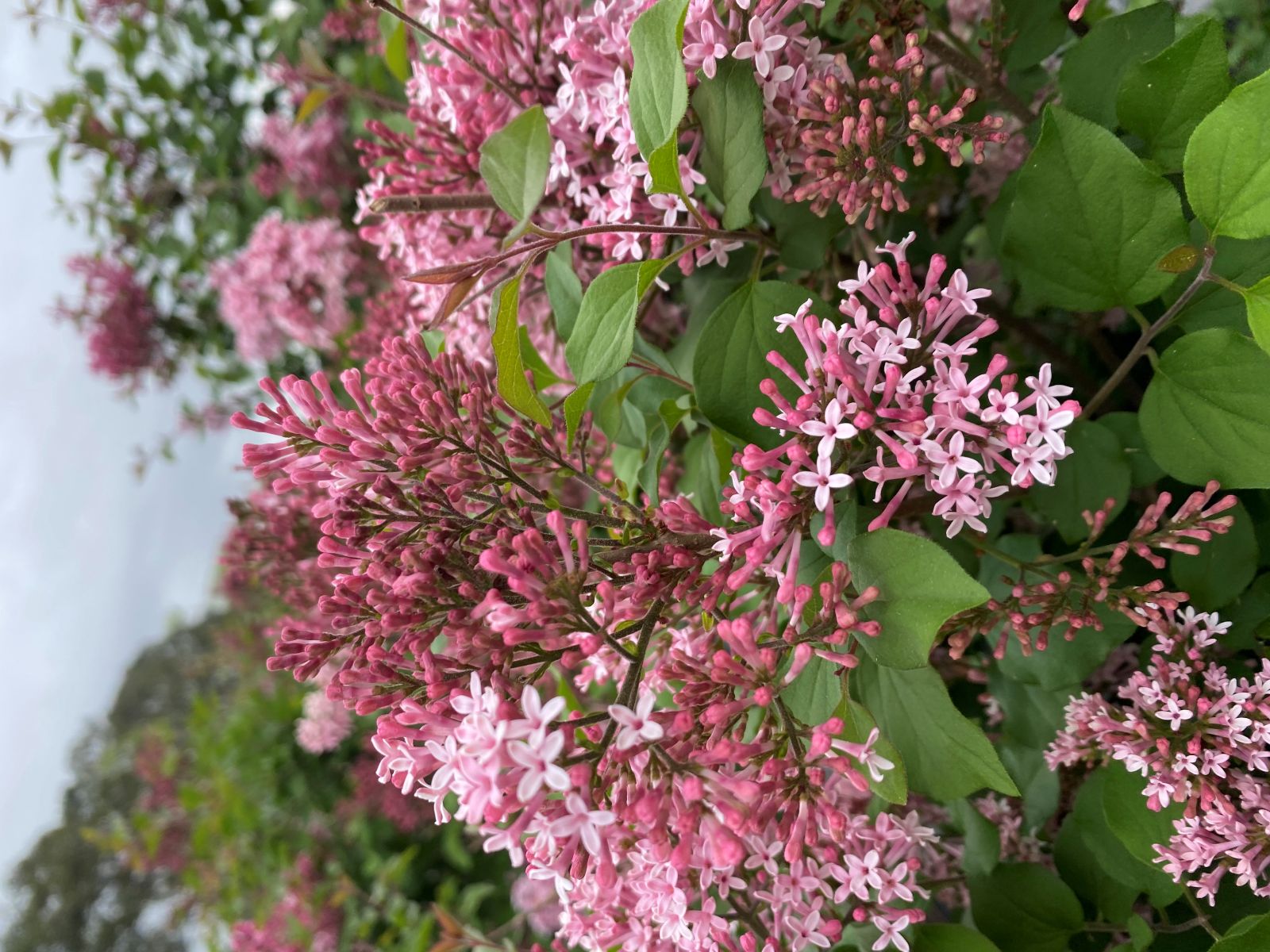 Ornamental, Shrub, Proven Winners, PW, Lilac