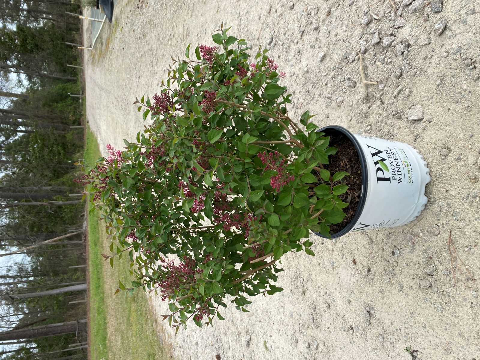 Ornamental, Shrub, Proven Winners, PW, Lilac