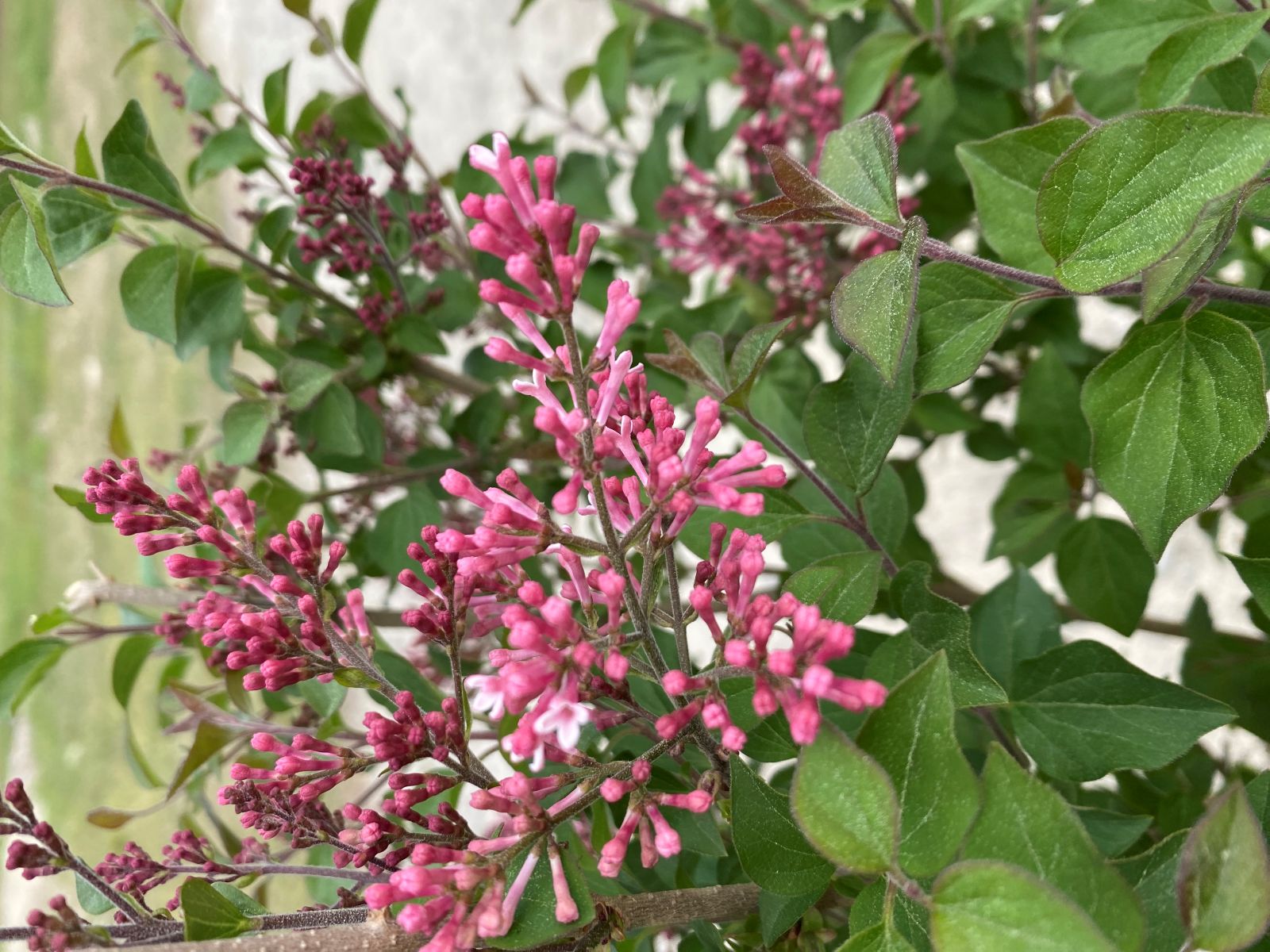 Ornamental, Shrub, Proven Winners, PW, Lilac