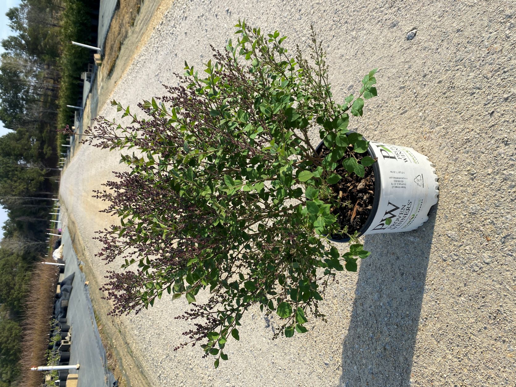 Ornamental, Shrub, Proven Winners, PW, Lilac