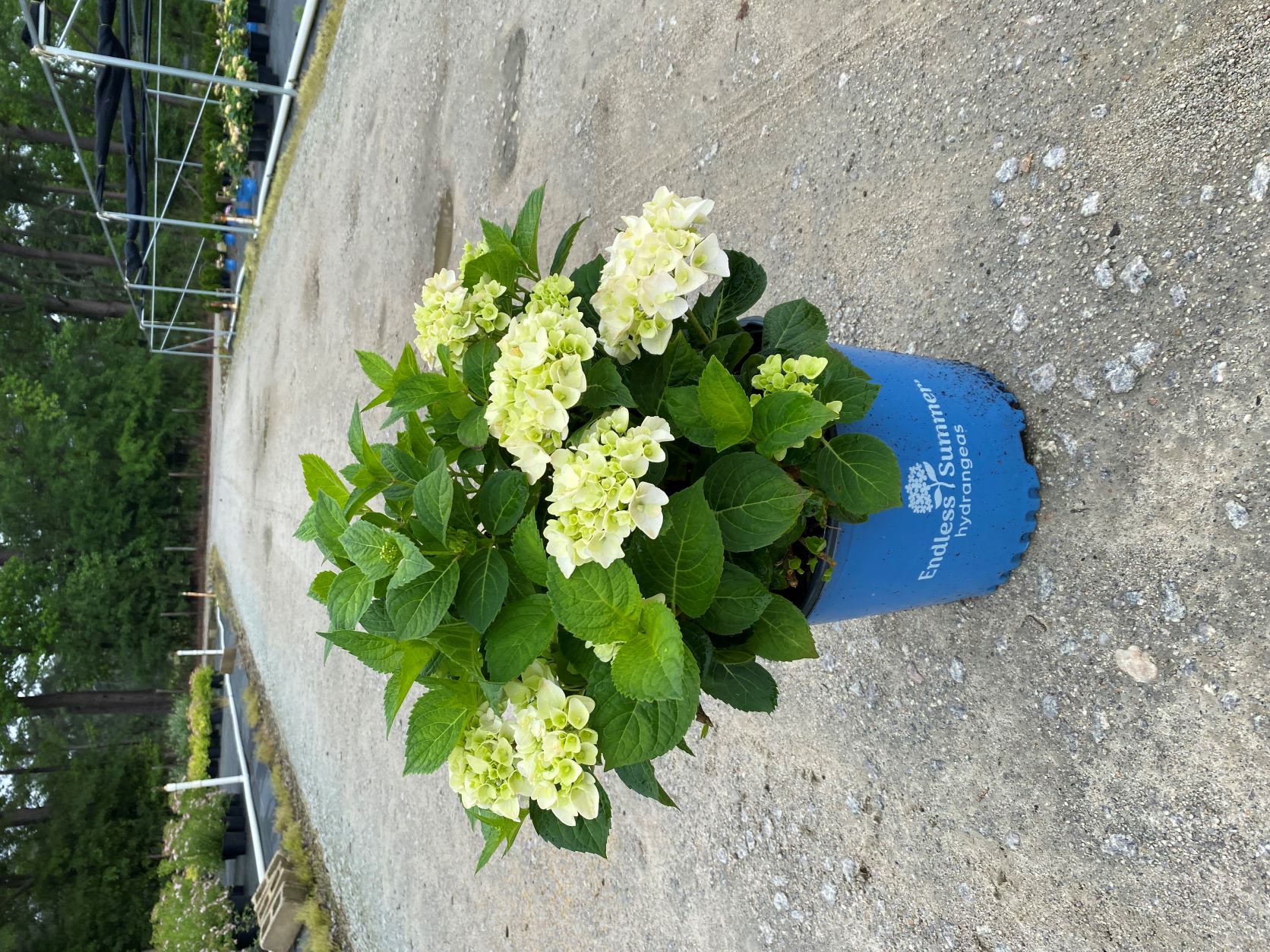 Ornamental, Shrub, Endless Summer, Mophead, Bigleaf