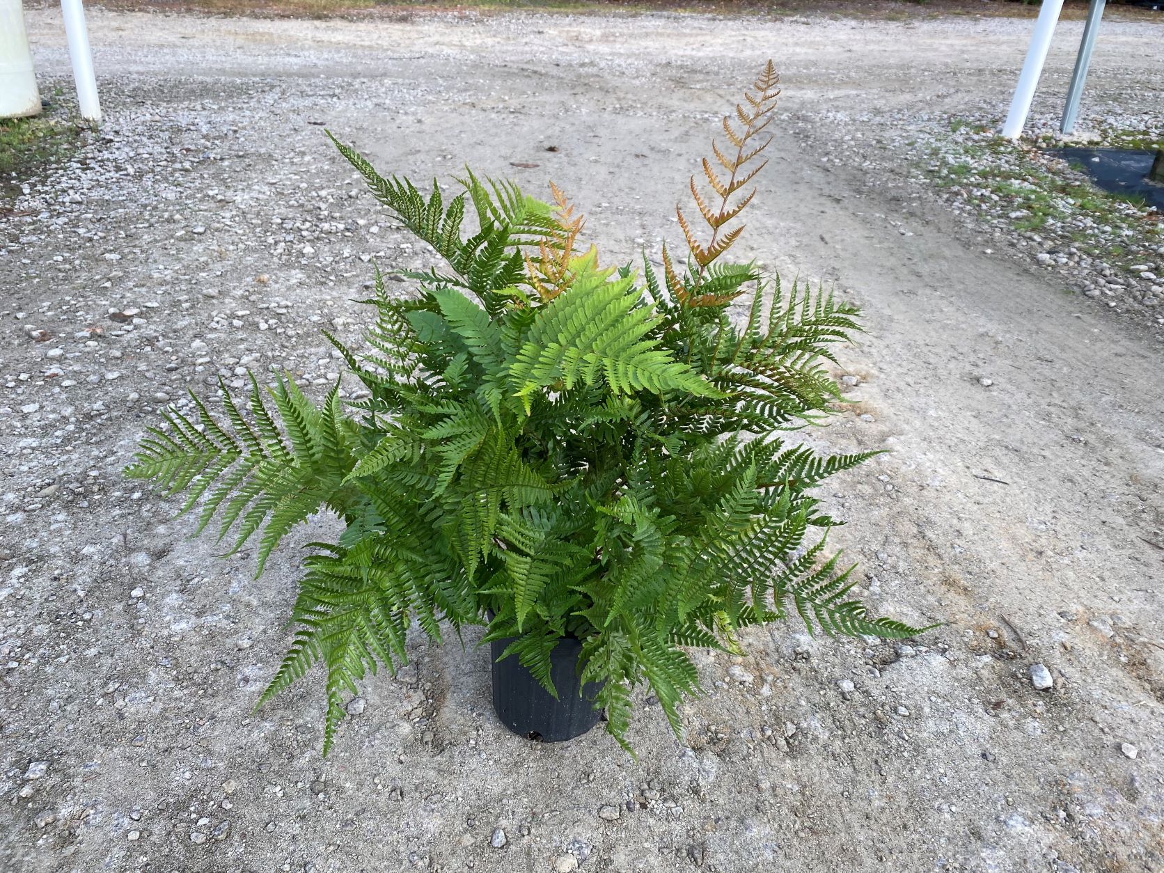 Fern