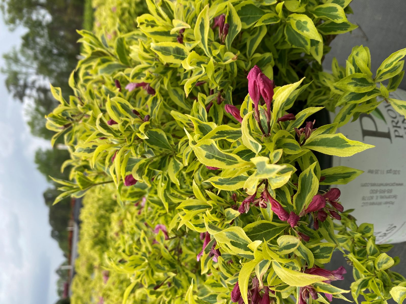 Ornamental, Shrub, Proven Winners, PW