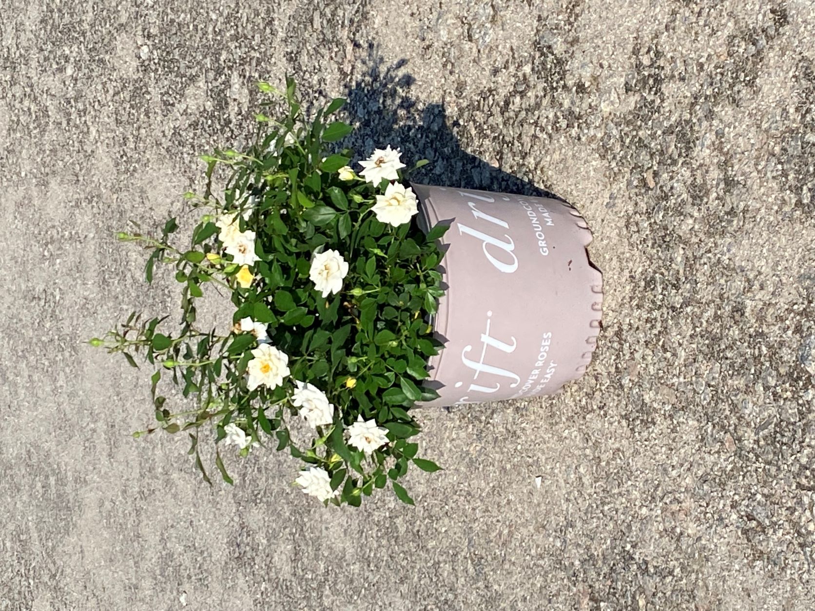 Ornamental, Shrub, Drift, Rose