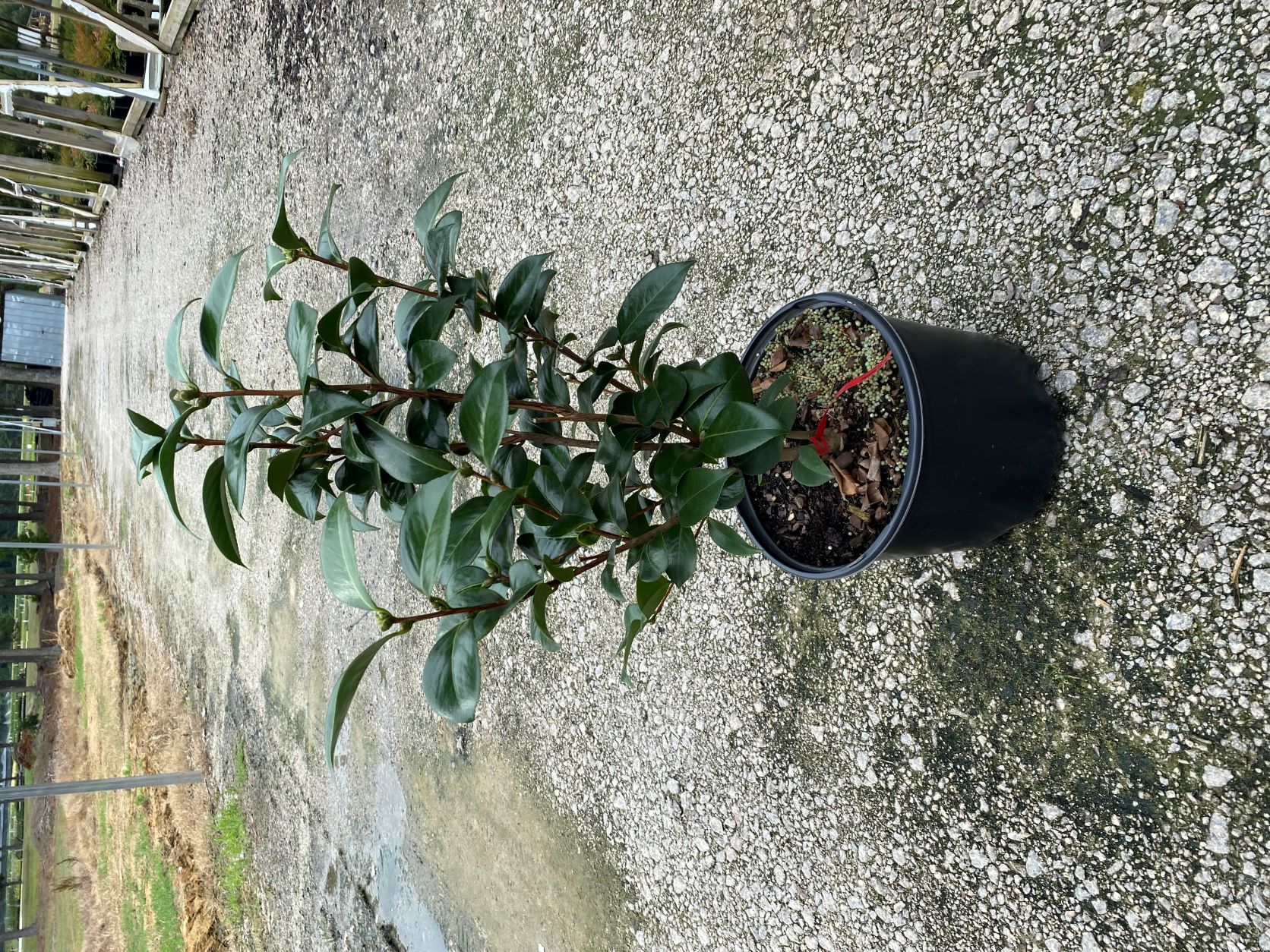 Shrub