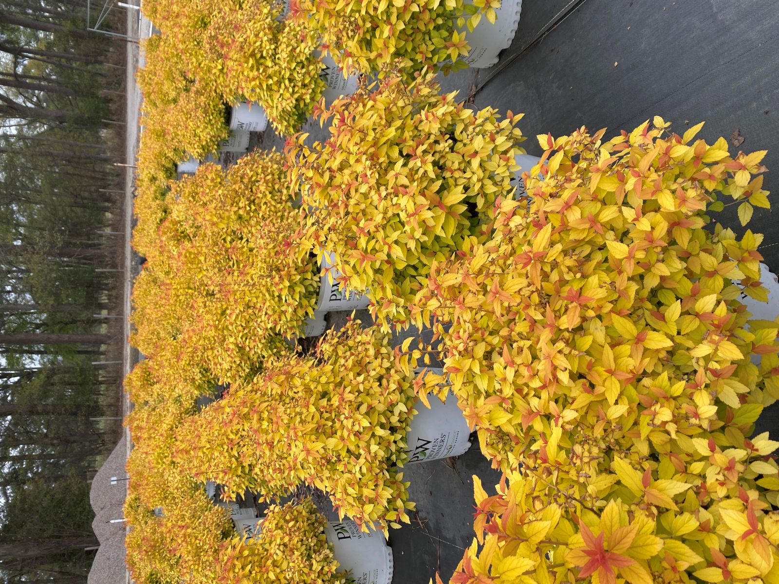 Ornamental, Shrub, Proven Winners, PW, Spiraea