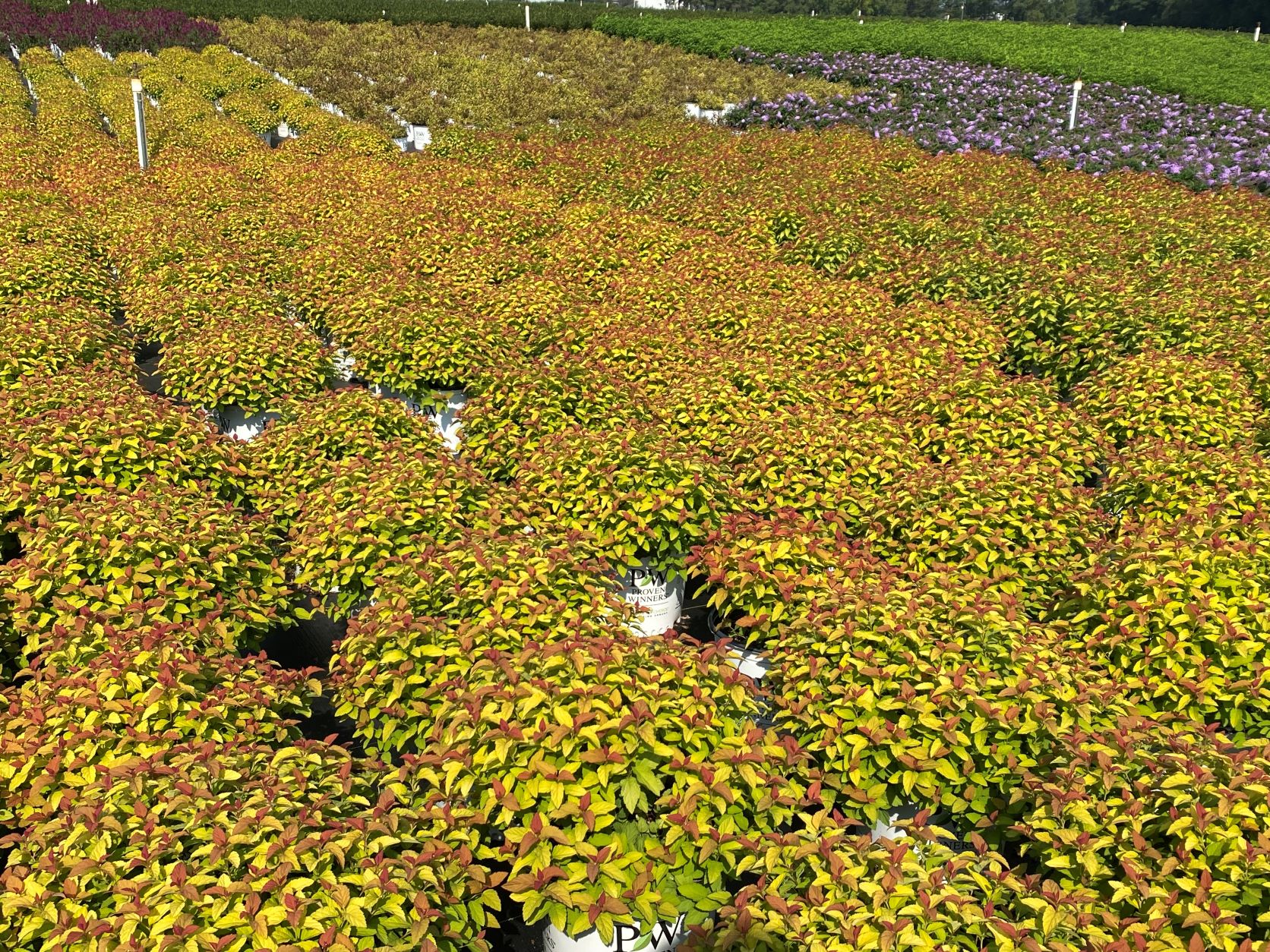 Ornamental, Shrub, Proven Winners, PW, Spiraea