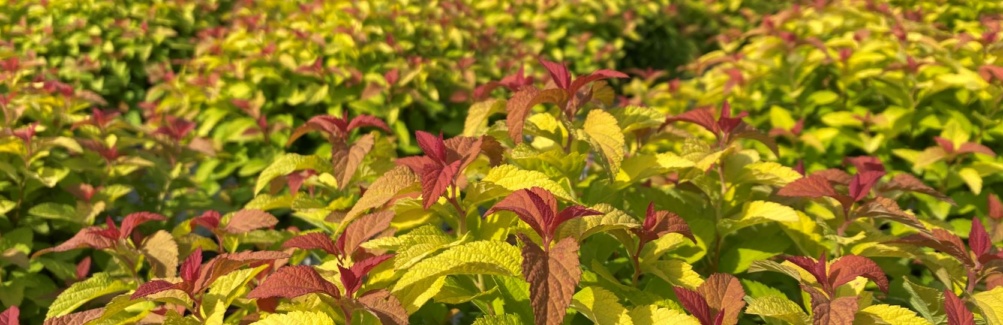 Ornamental, Shrub, Proven Winners, PW, Spiraea