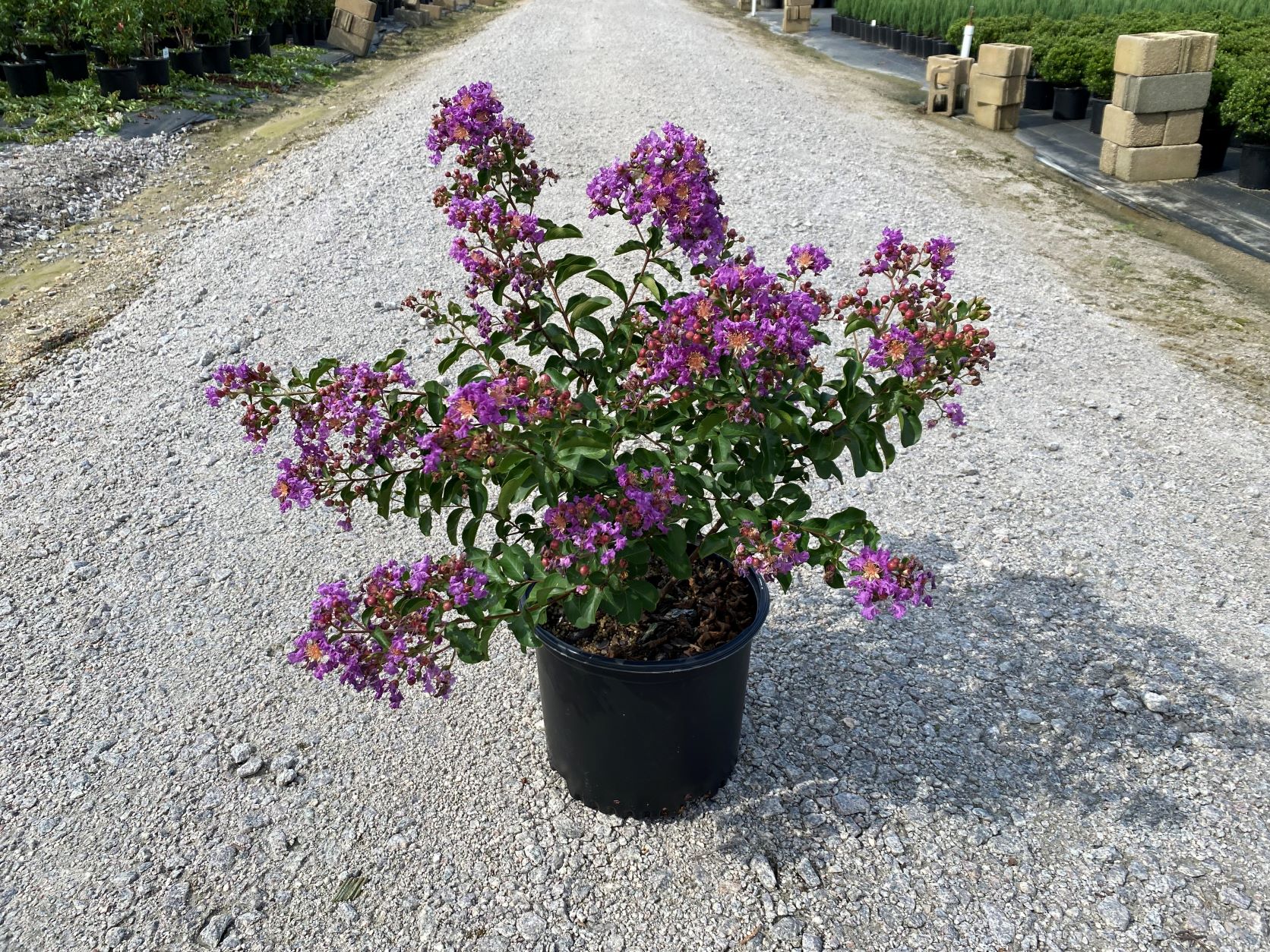 Crapemyrtle, Crape Myrtle, Shrub, Tree