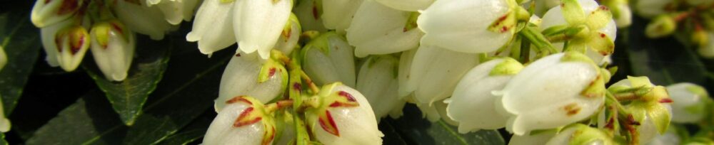 Ornamental, Shrub, Andromeda