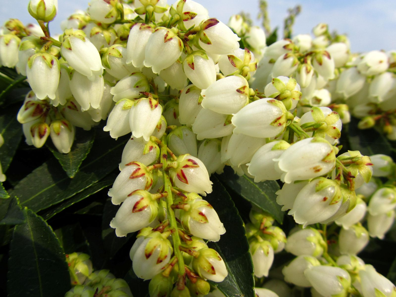 Ornamental, Shrub, Andromeda