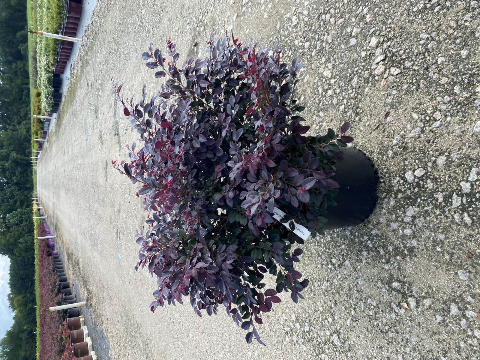 Ornamental, Shrub, Fringe Flower, Star