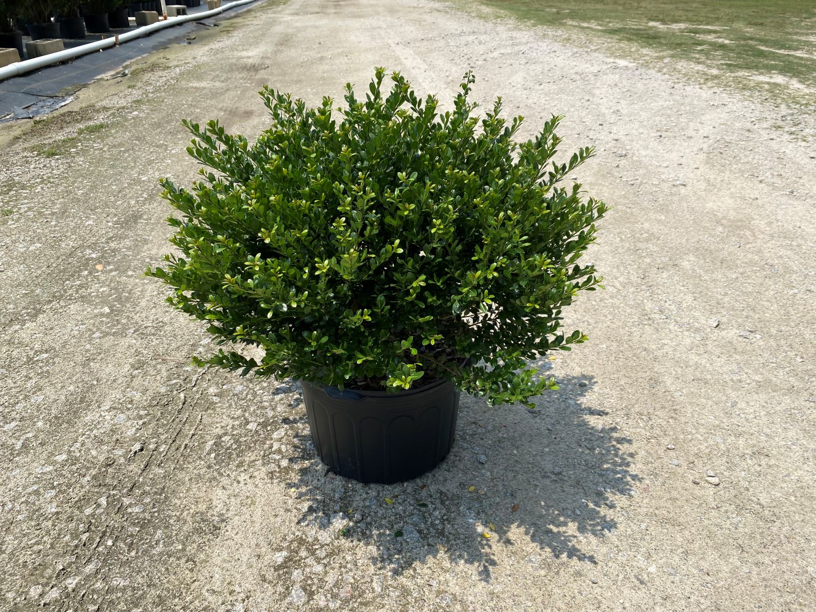 Ornamental, Shrub, crenata, Japanese Holly