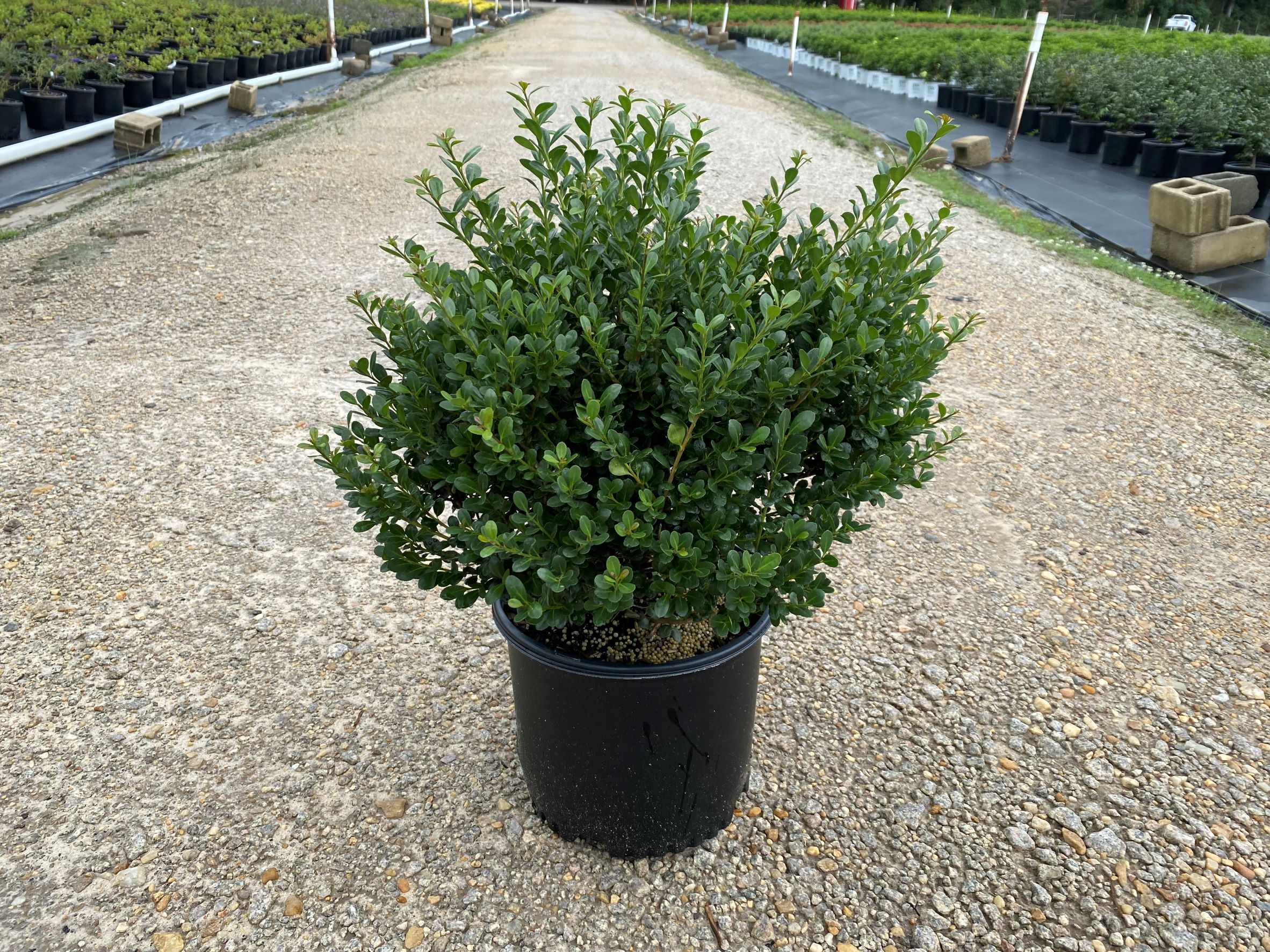 Ornamental, Shrub, crenata, Japanese Holly