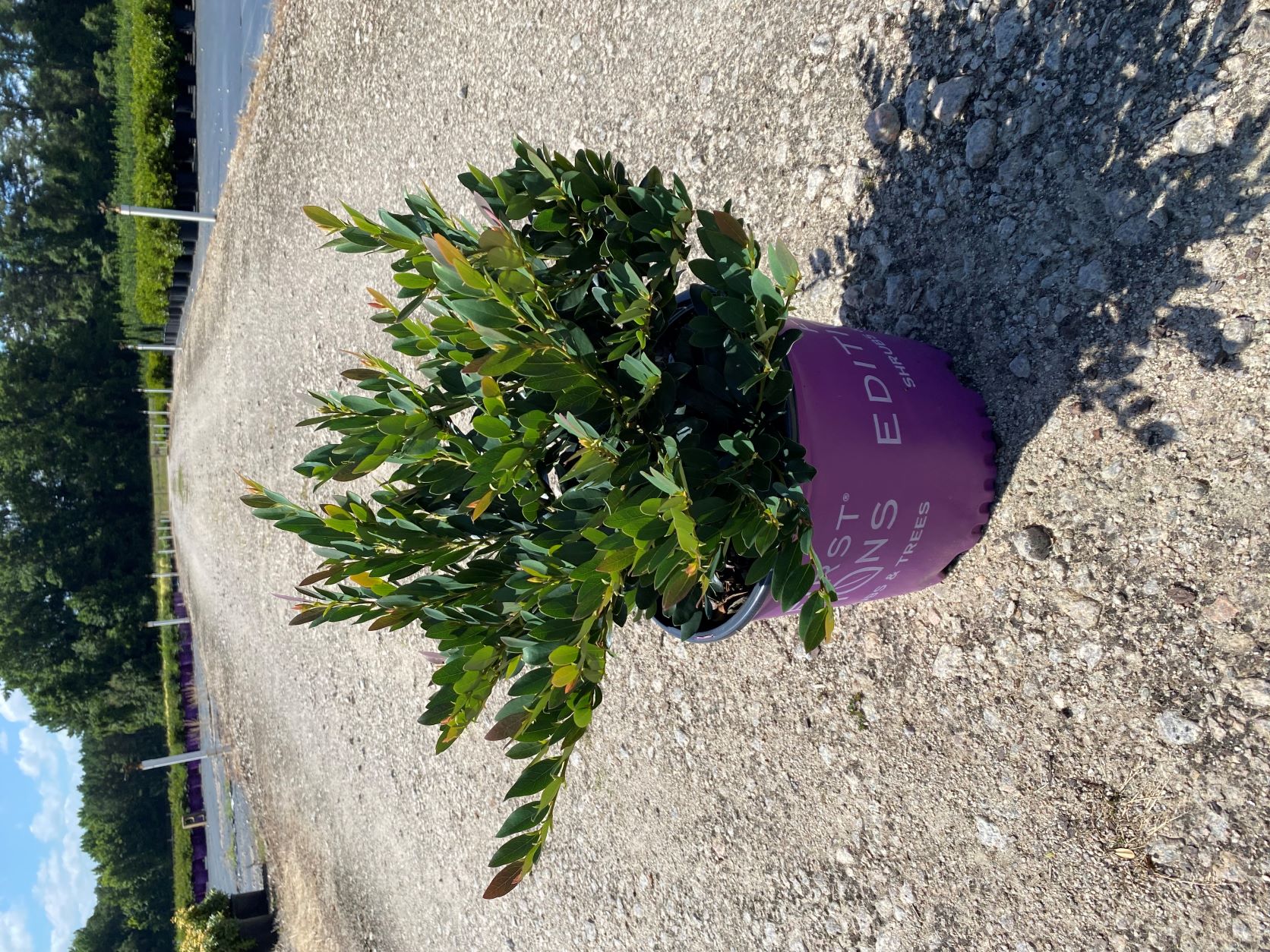 Ornamental, Shrub, First Editions