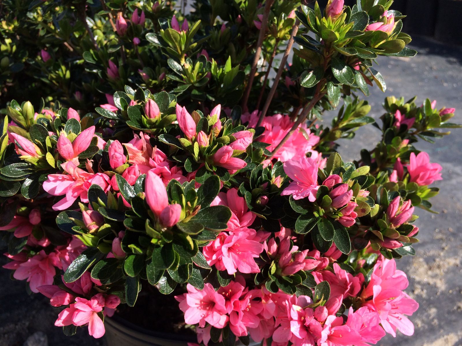 Traditional, Ornamental, Shrub, Rhododendron