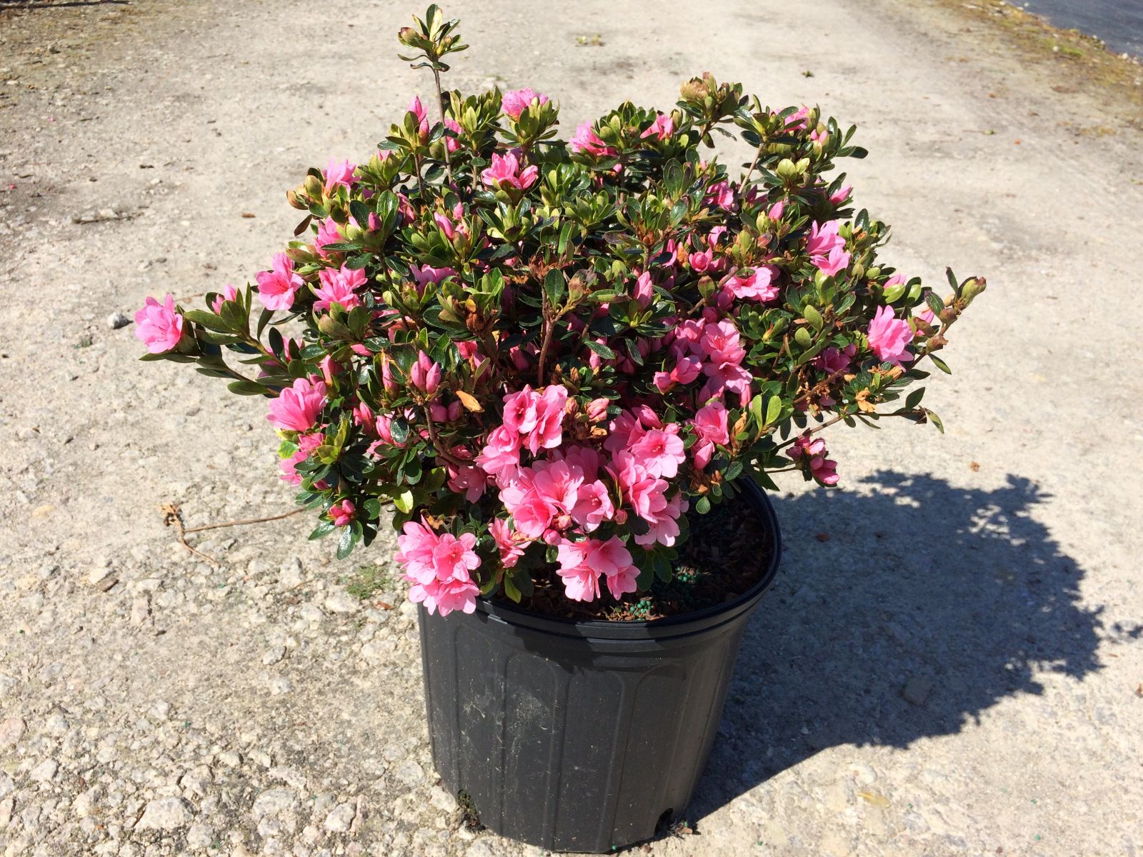 Traditional, Ornamental, Shrub, Rhododendron