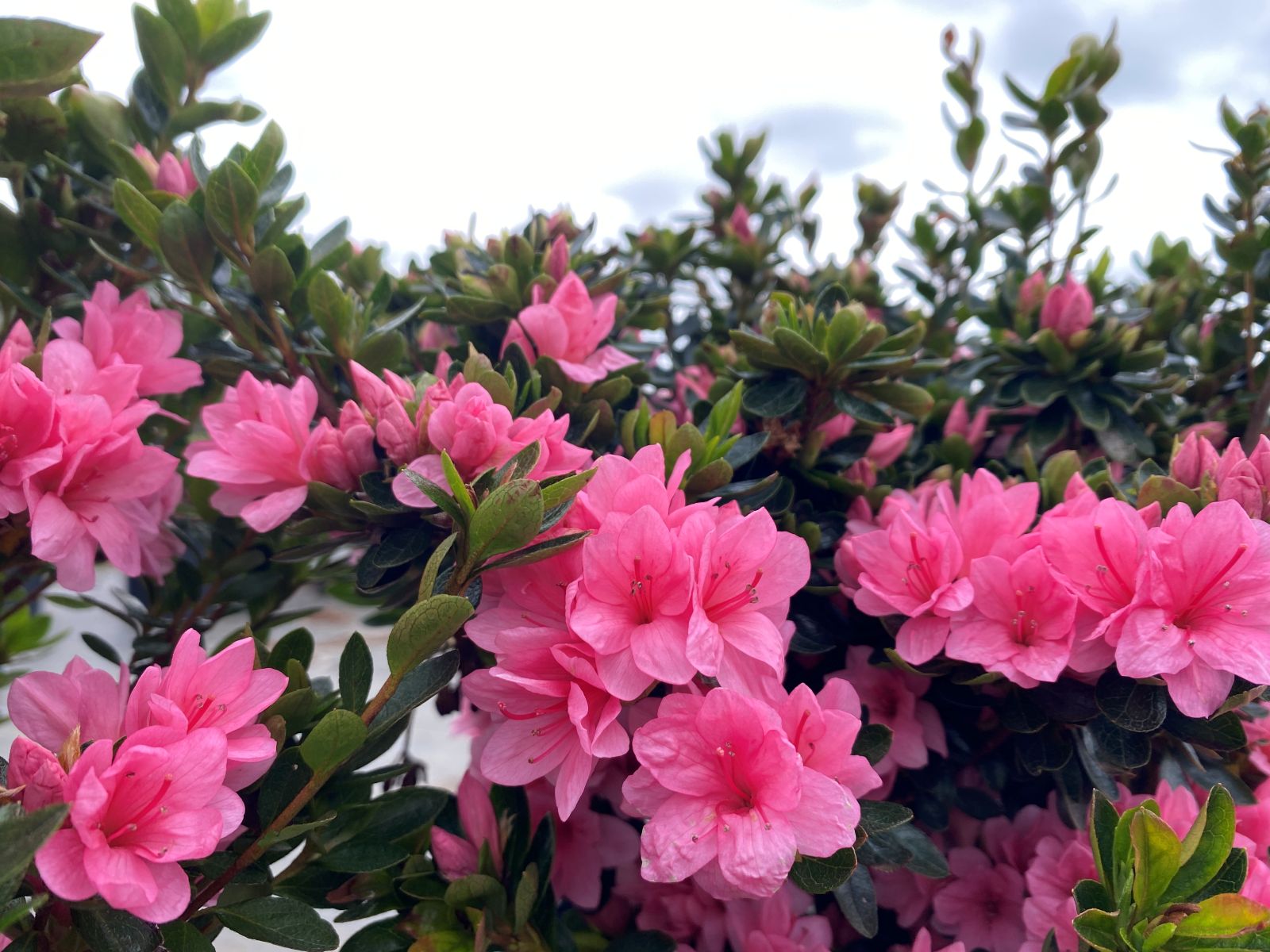 Traditional, Ornamental, Shrub, Rhododendron