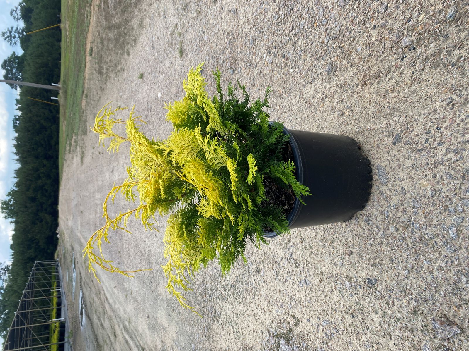 Ornamental, Shrub, False Cypress, Falsecypress