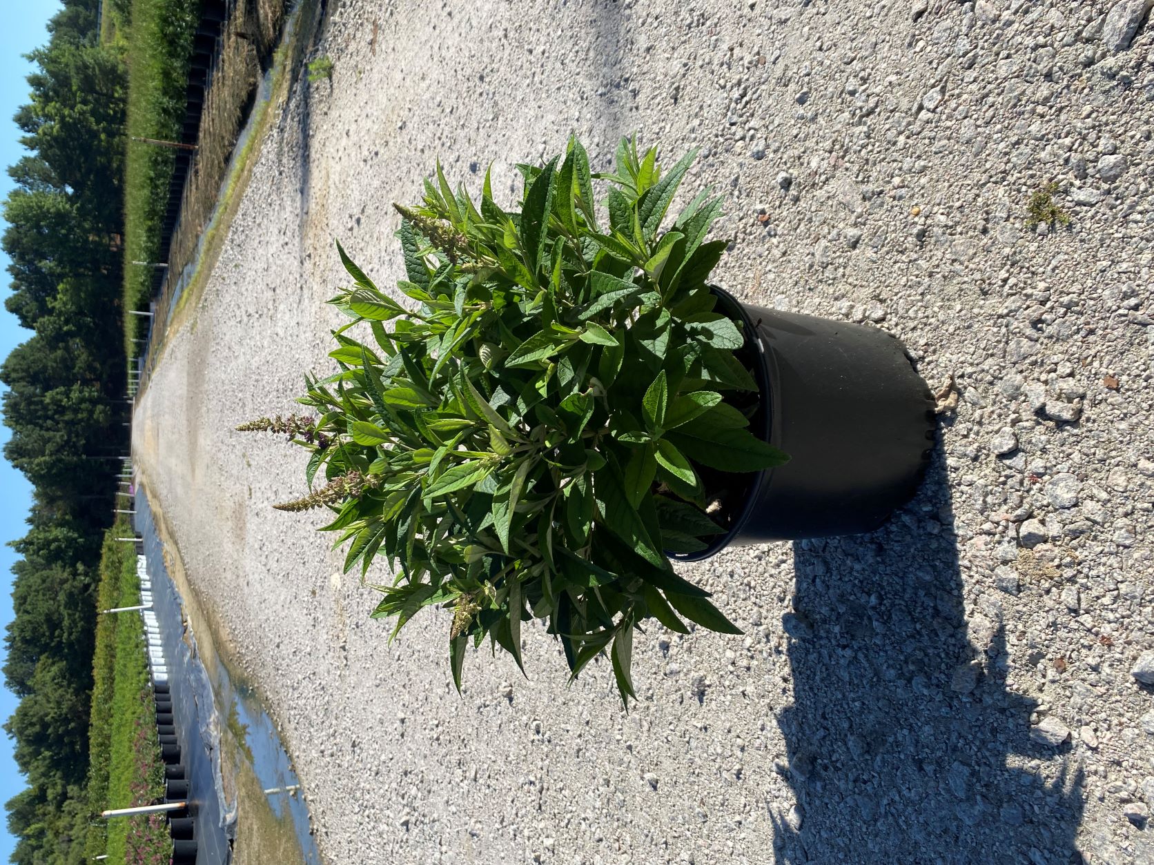 Ornamental, Shrub, Star, Dapper, Butterfly Bush