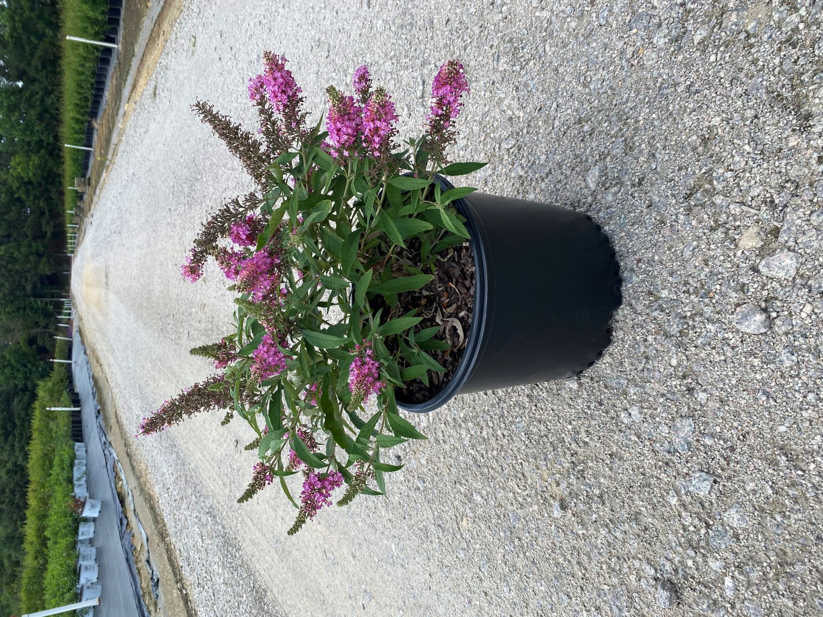 Ornamental, Shrub, Star, Dapper, Butterfly Bush