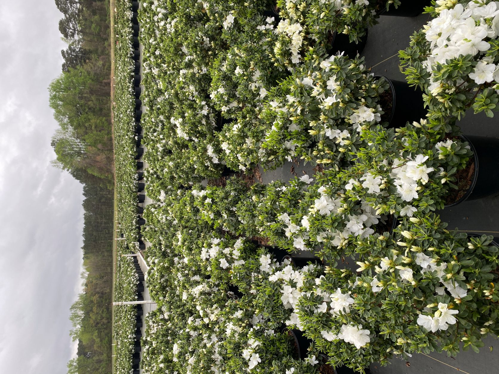 Traditional, Ornamental, Shrub, Rhododendron