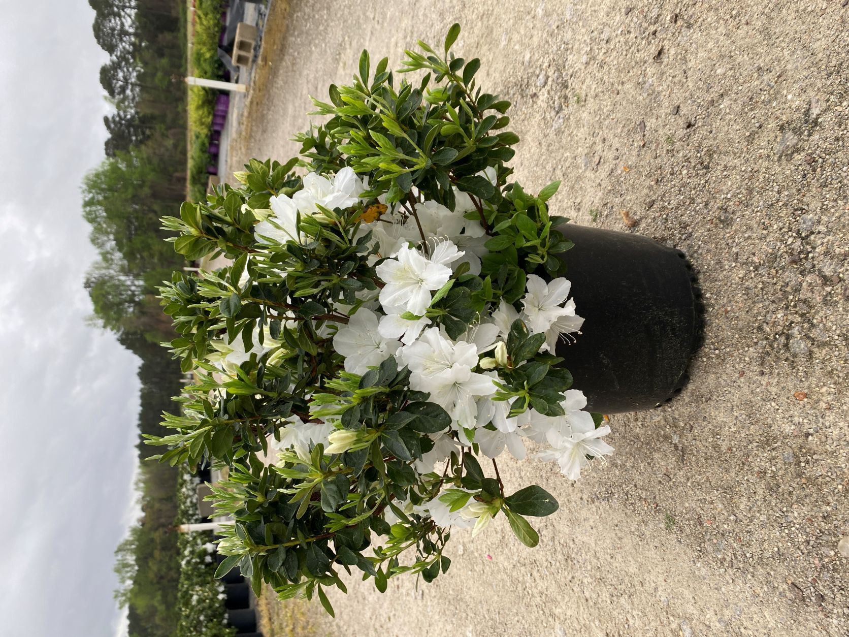 Traditional, Ornamental, Shrub, Rhododendron