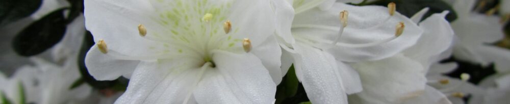 Traditional, Ornamental, Shrub, Rhododendron