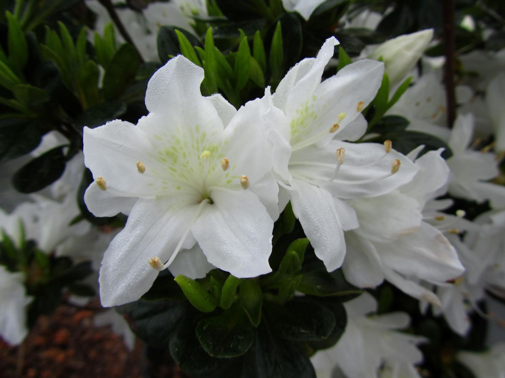 Traditional, Ornamental, Shrub, Rhododendron
