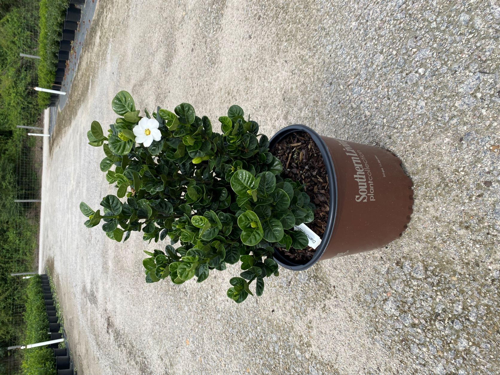 Ornamental, Shrub, Southern Living, SL