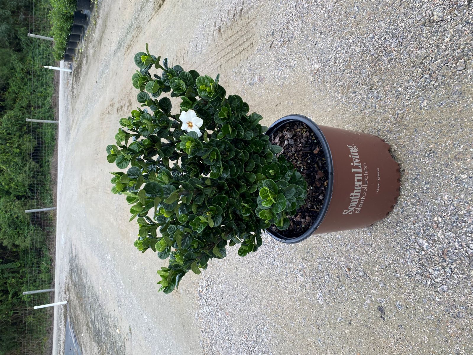 Ornamental, Shrub, Southern Living, SL