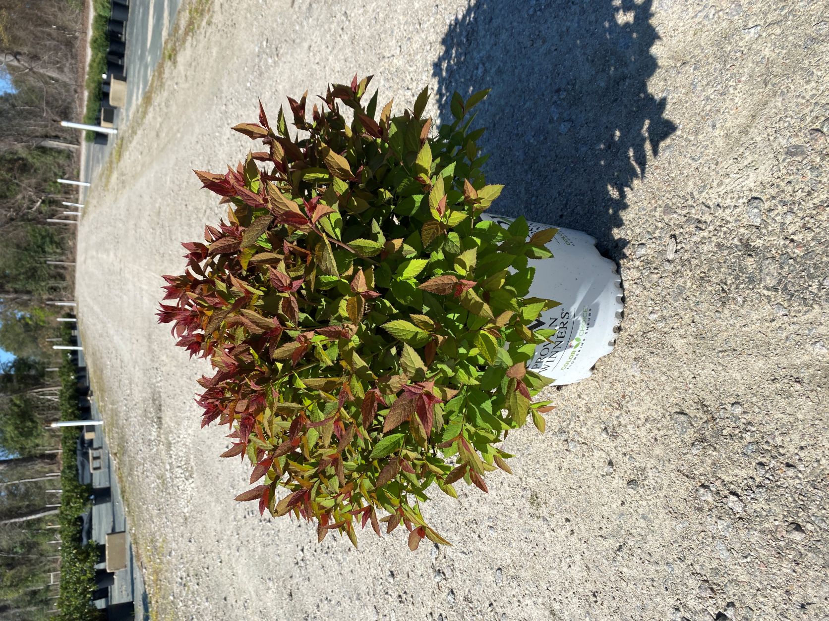 Ornamental, Shrub, Proven Winners, PW, Spiraea