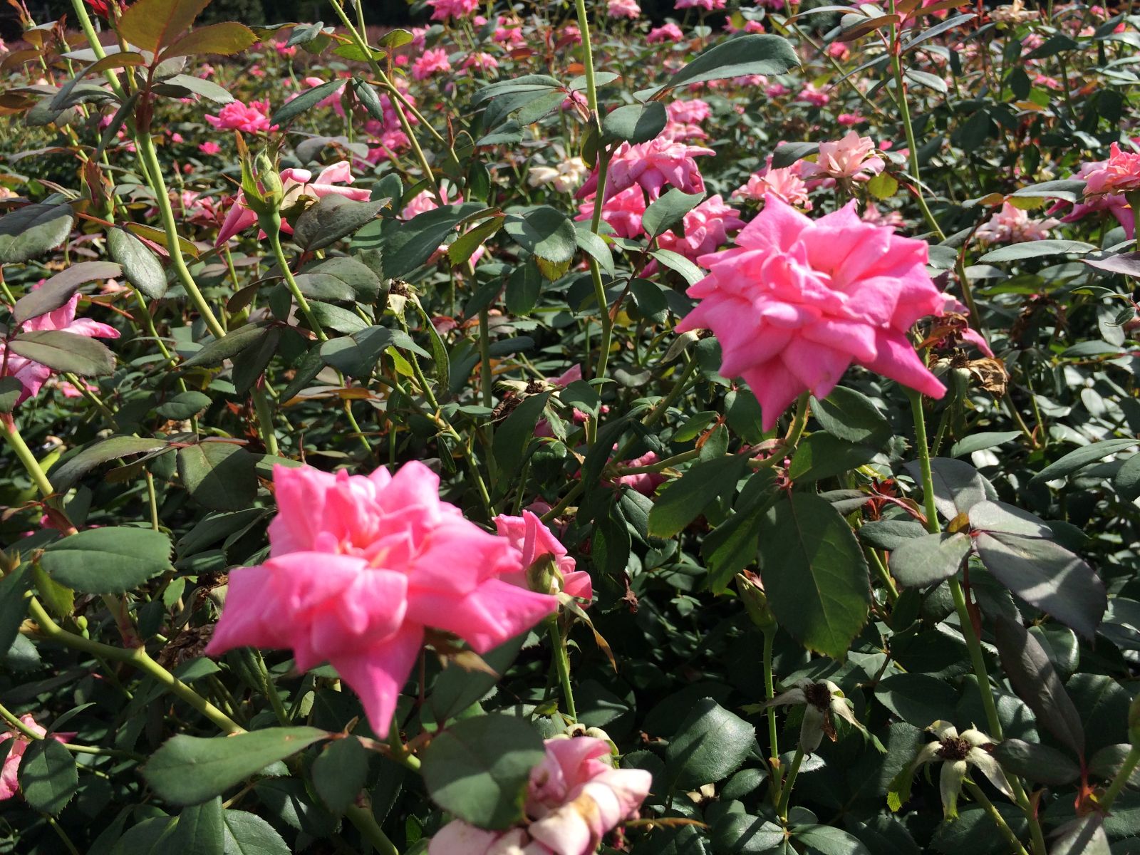 Ornamental, Shrub, Knock Out, KO, Rose