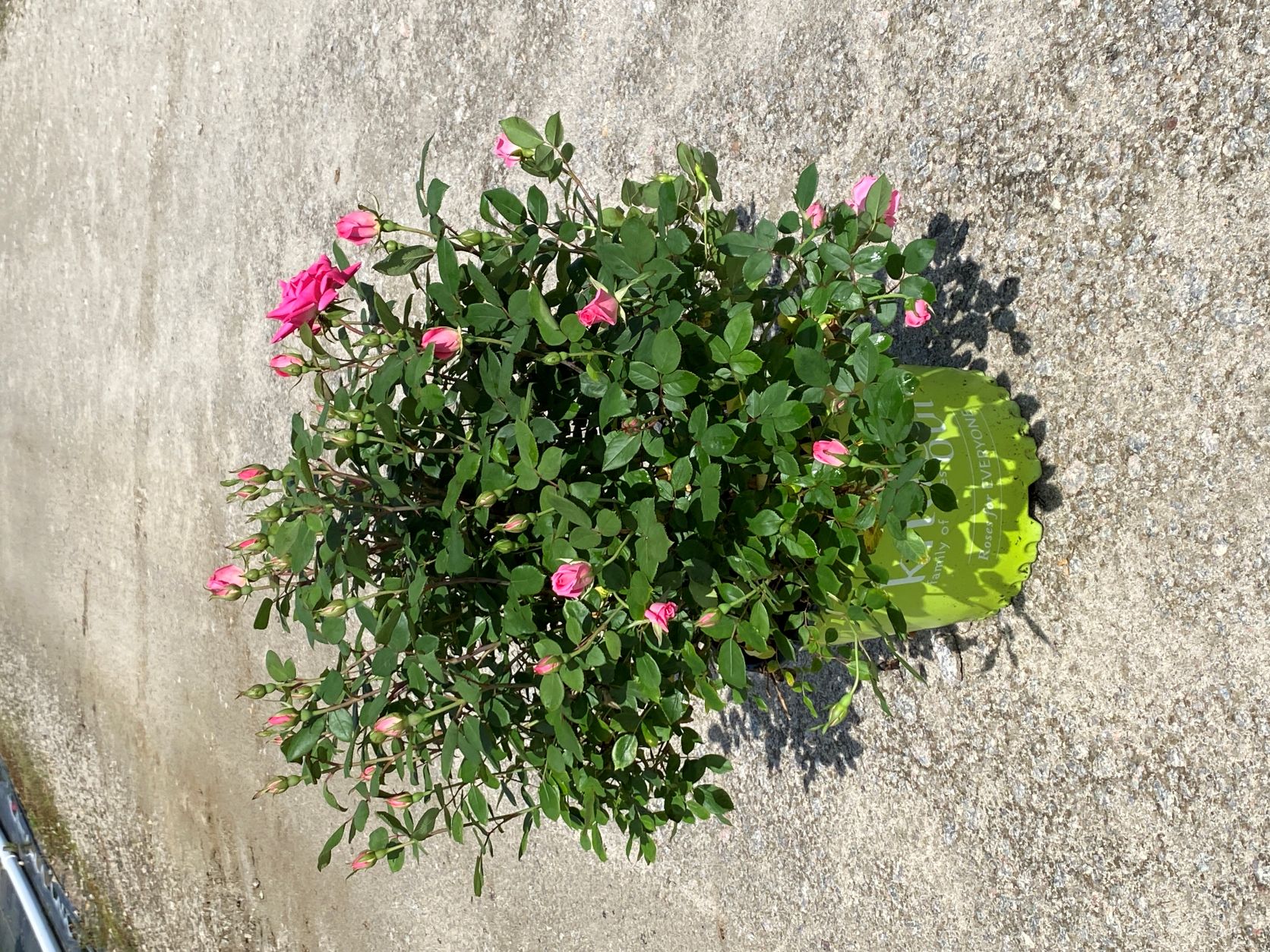 Ornamental, Shrub, Knock Out, KO, Rose