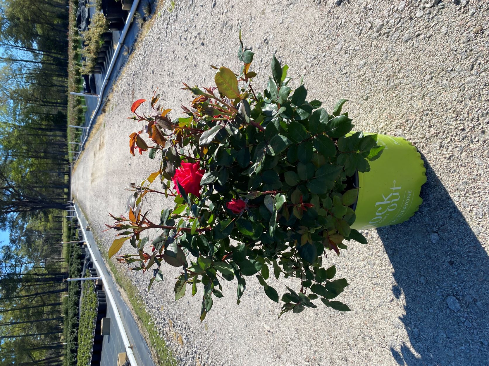 Ornamental, Shrub, Knock Out, KO, Rose