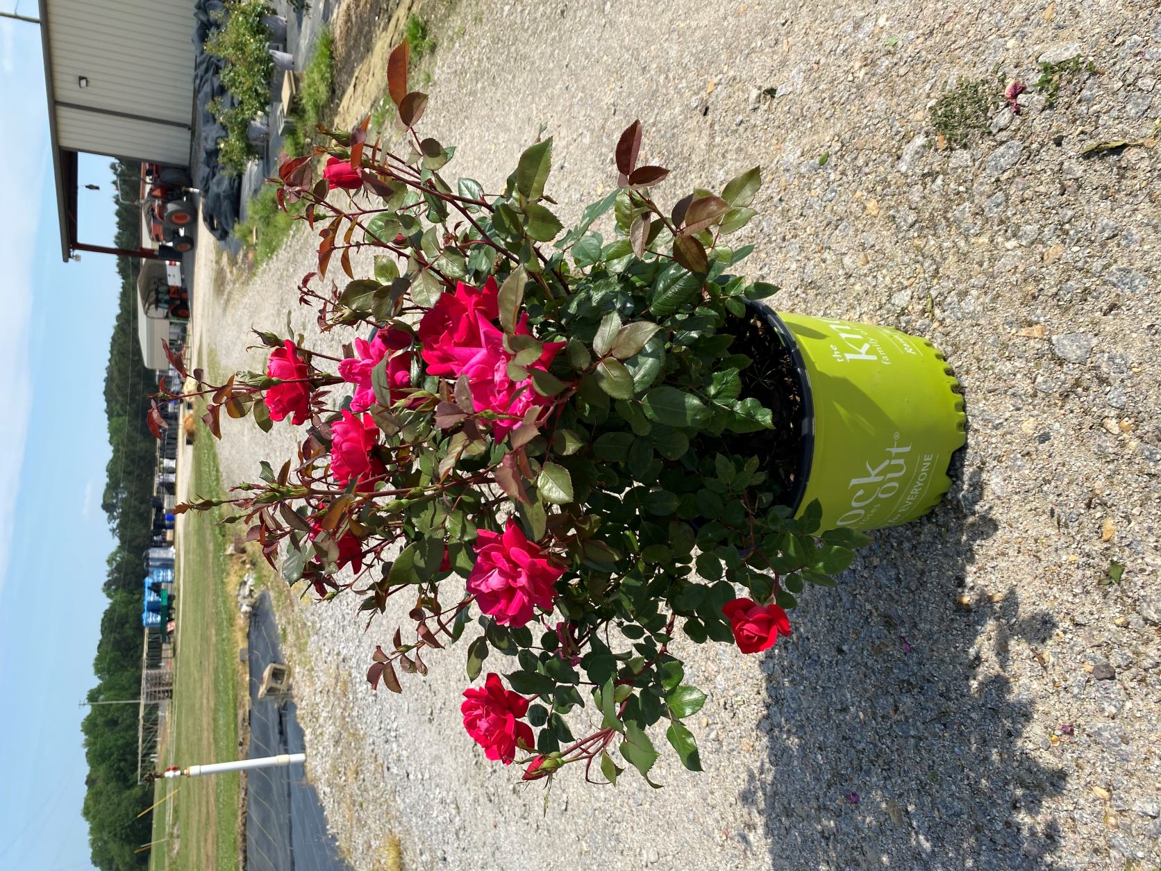 Ornamental, Shrub, Knock Out, KO, Rose