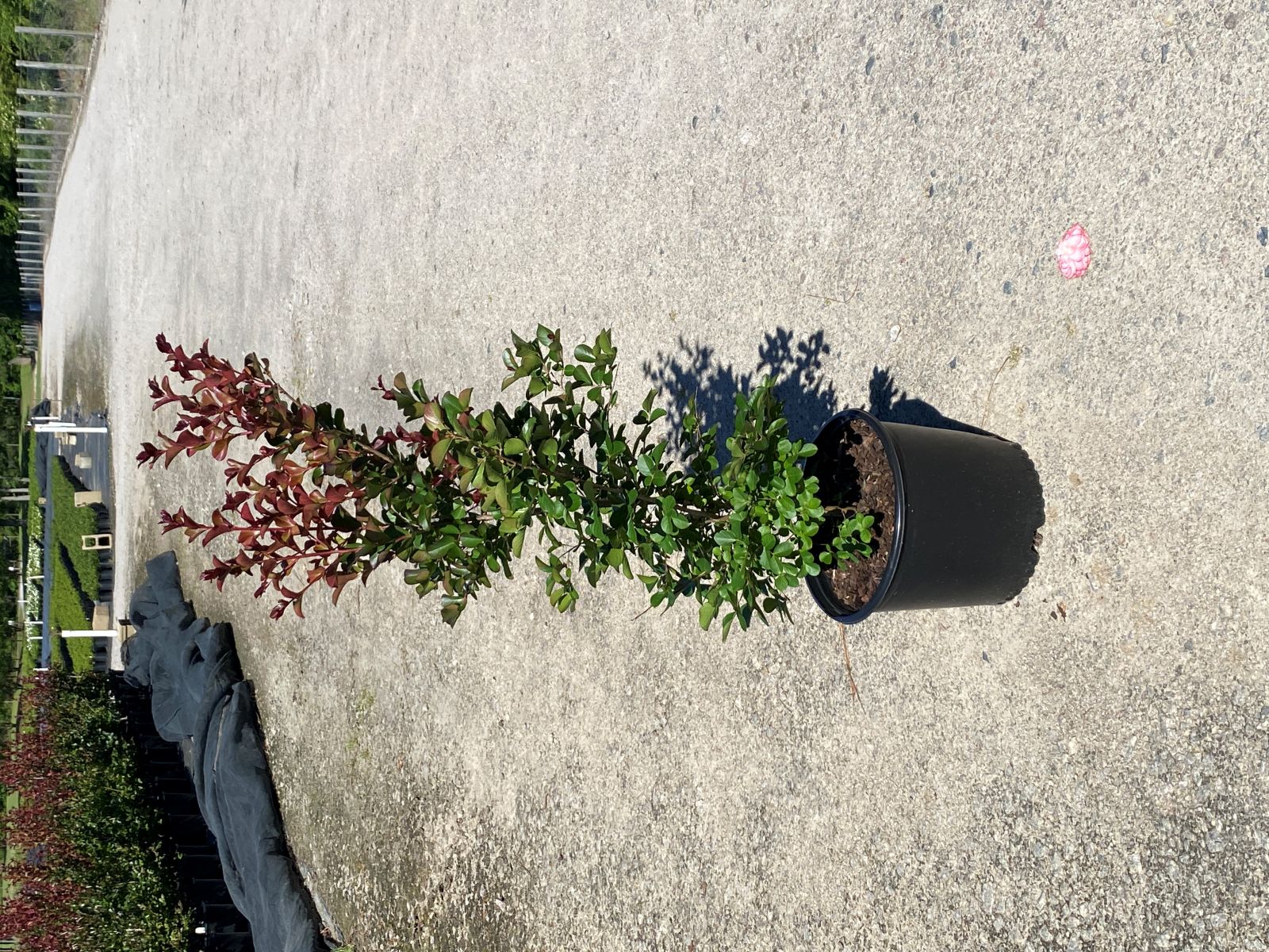 Crapemyrtle, Crape Myrtle, Shrub, Tree