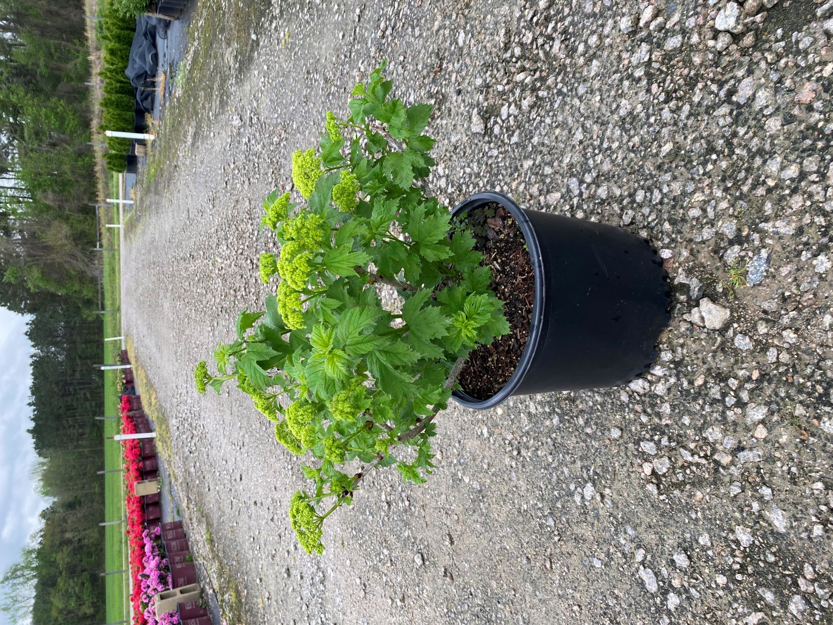 Ornamental, Shrub, Opulus, Steril