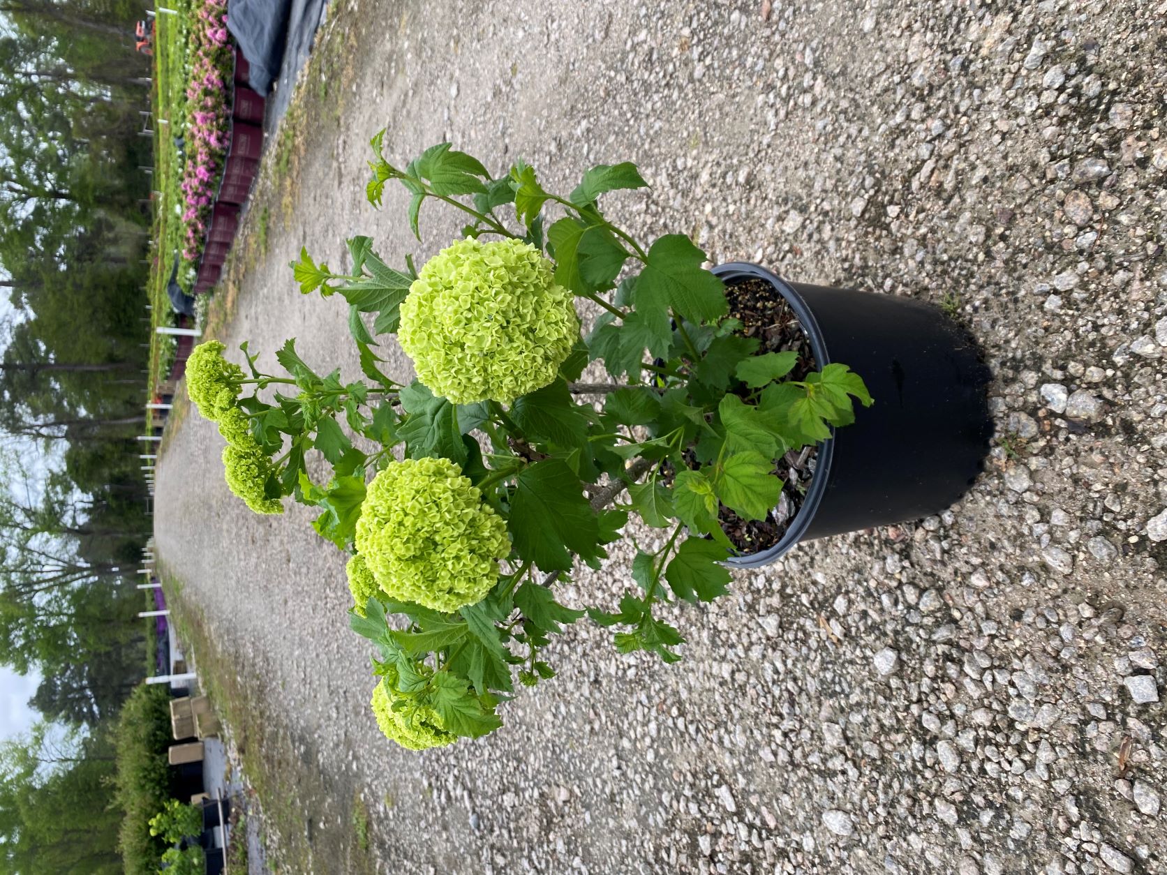 Ornamental, Shrub, Opulus, Steril