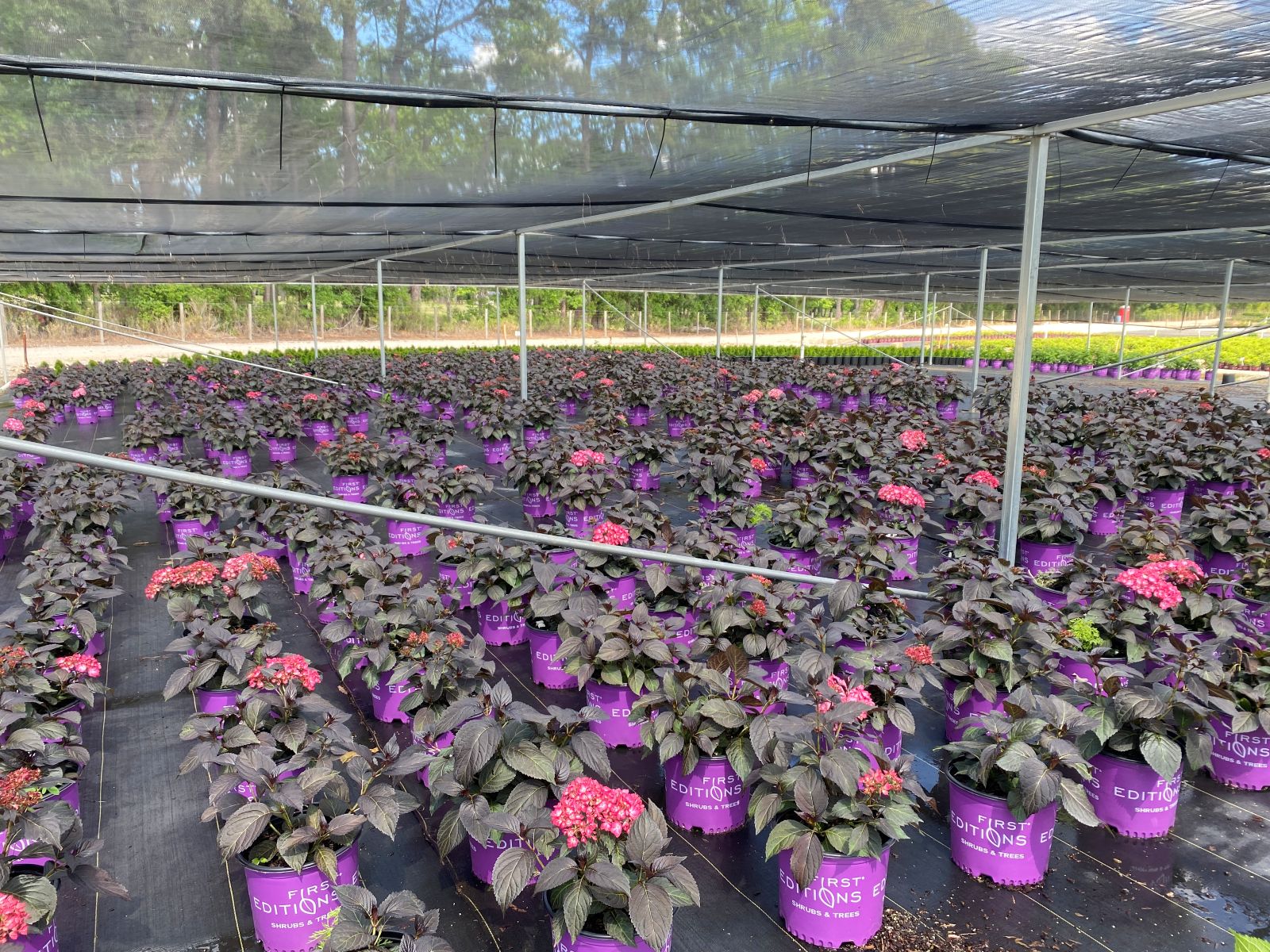 Ornamental, Shrub, First Editions, Mophead, Bigleaf