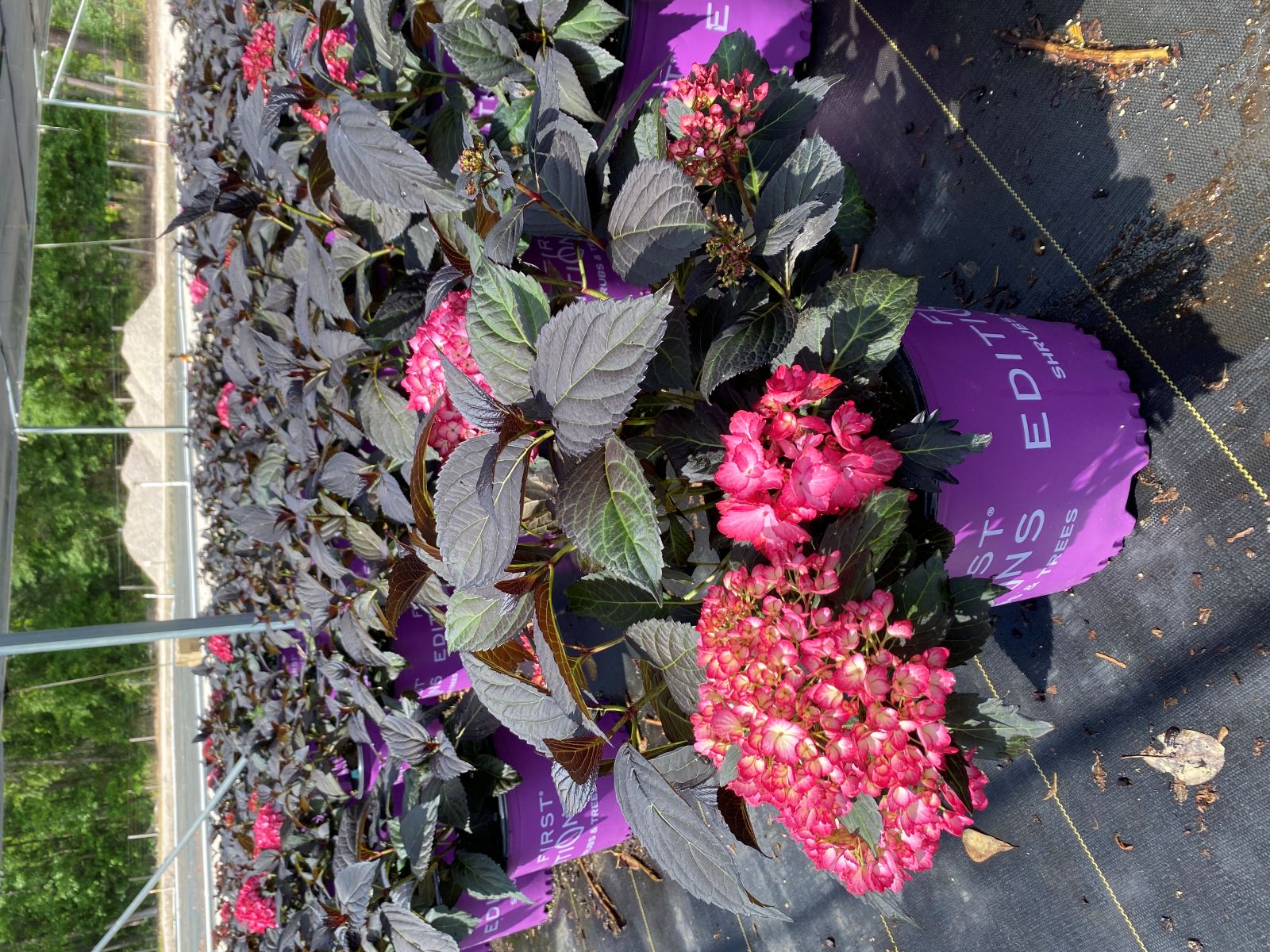 Ornamental, Shrub, First Editions, Mophead, Bigleaf