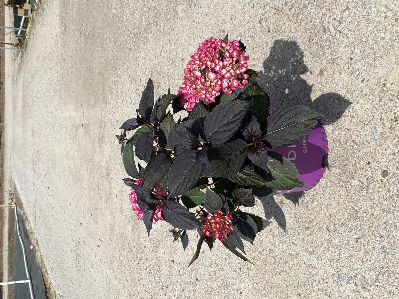 Ornamental, Shrub, First Editions, Mophead, Bigleaf