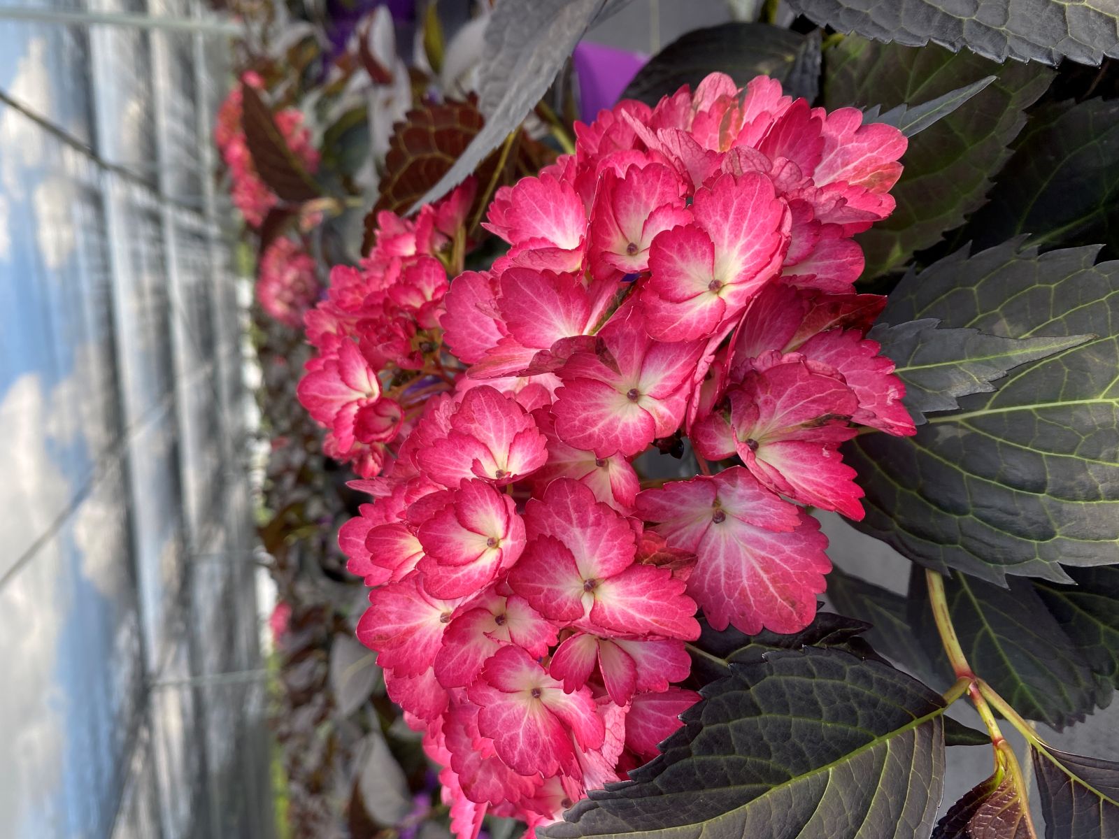 Ornamental, Shrub, First Editions, Mophead, Bigleaf