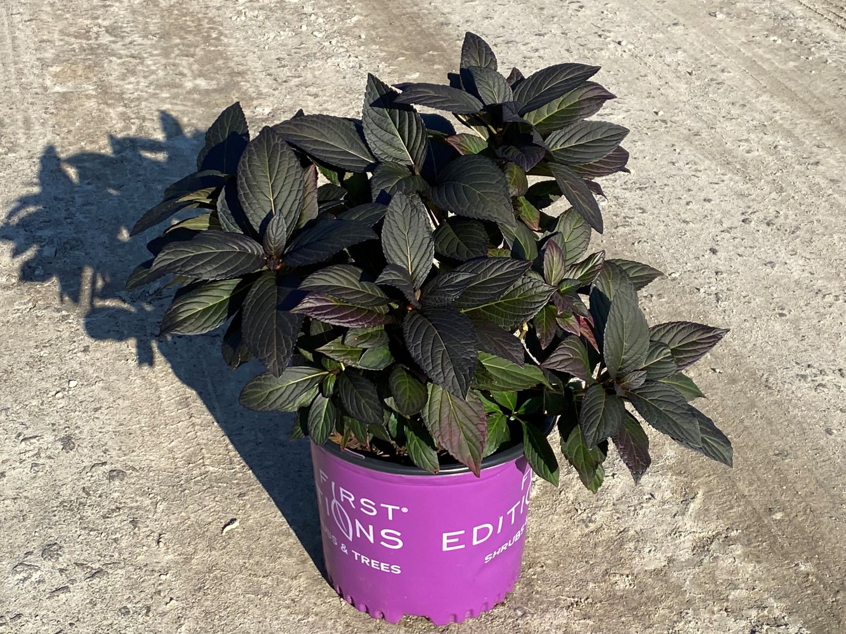 Ornamental, Shrub, First Editions, Mophead, Bigleaf