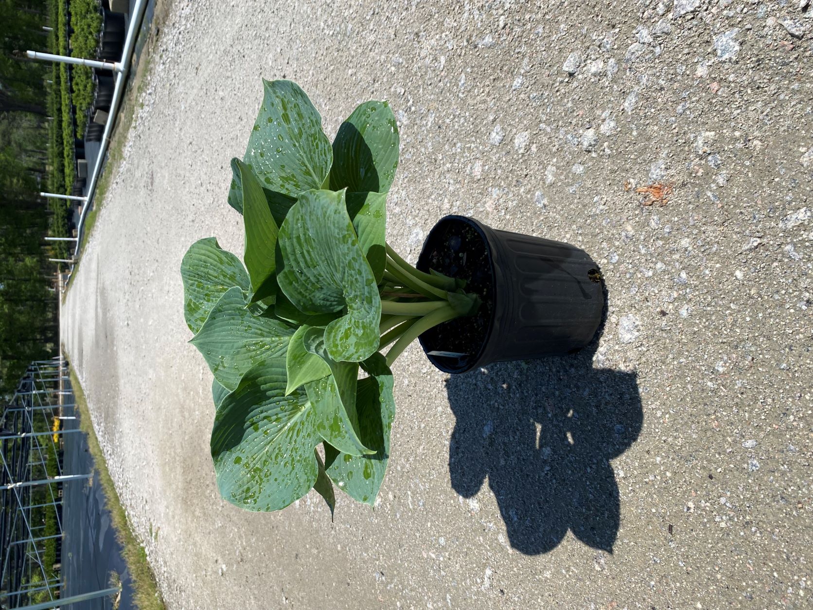 Perennial, Plantain Lily