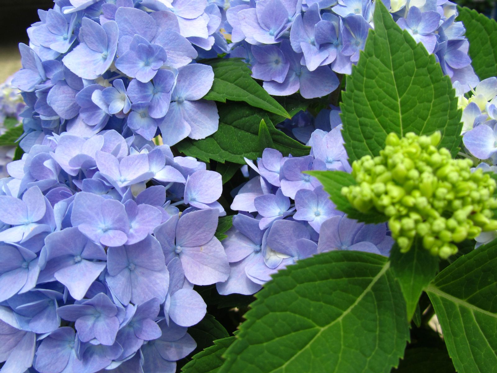 Ornamental, Shrub, Endless Summer, Mophead, Bigleaf